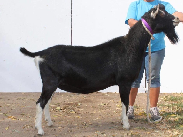 Sex Gai Viet Nam Là Gì Giải Mã Thế Giới Ảo Đầy Bất Ngờ